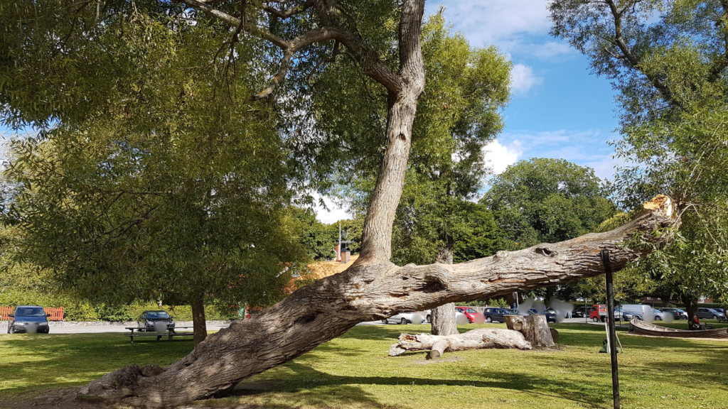 支えられながら伸びる木の写真。スウェーデンで暮らす中で価値観が変化していく様子を象徴するイメージとして使用。