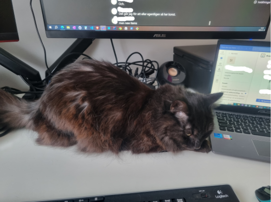 デスクでくつろぐ猫の写真。資産形成で未来を整えるイメージ。