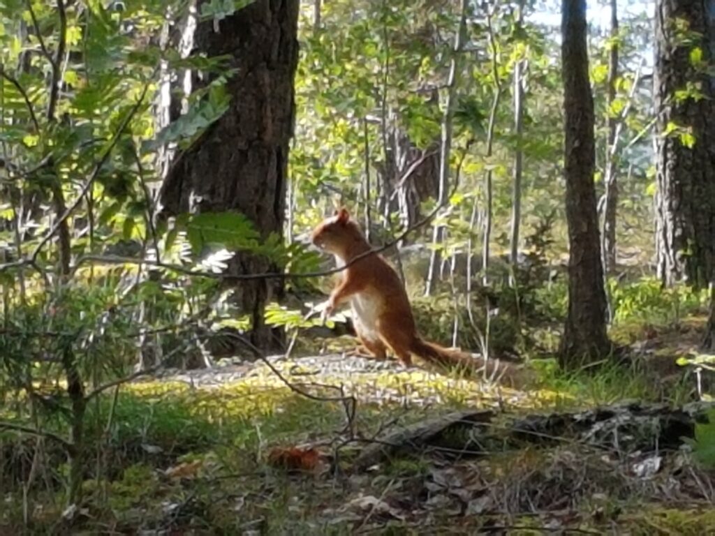 森の中のリスの写真。40代後半 FIRE の「時間の大切さ」を表現するイメージ。