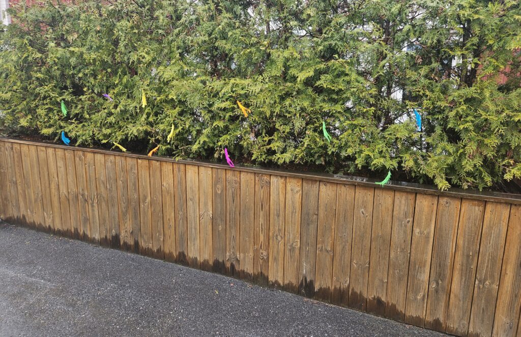 スウェーデン イースター 子ども の文化で使われる、家の前に飾られたカラフルな羽根（Påskris）。子どもたちが訪ねてくる目印として飾られている。