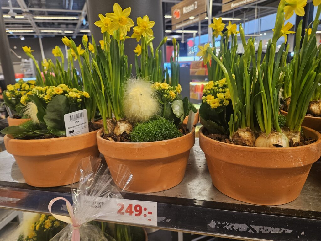 スウェーデン イースター 飾り としてスーパーに並ぶ春の花のアレンジメント。黄色いスイセンやヒヨコの飾りがPåskの季節感を伝える。