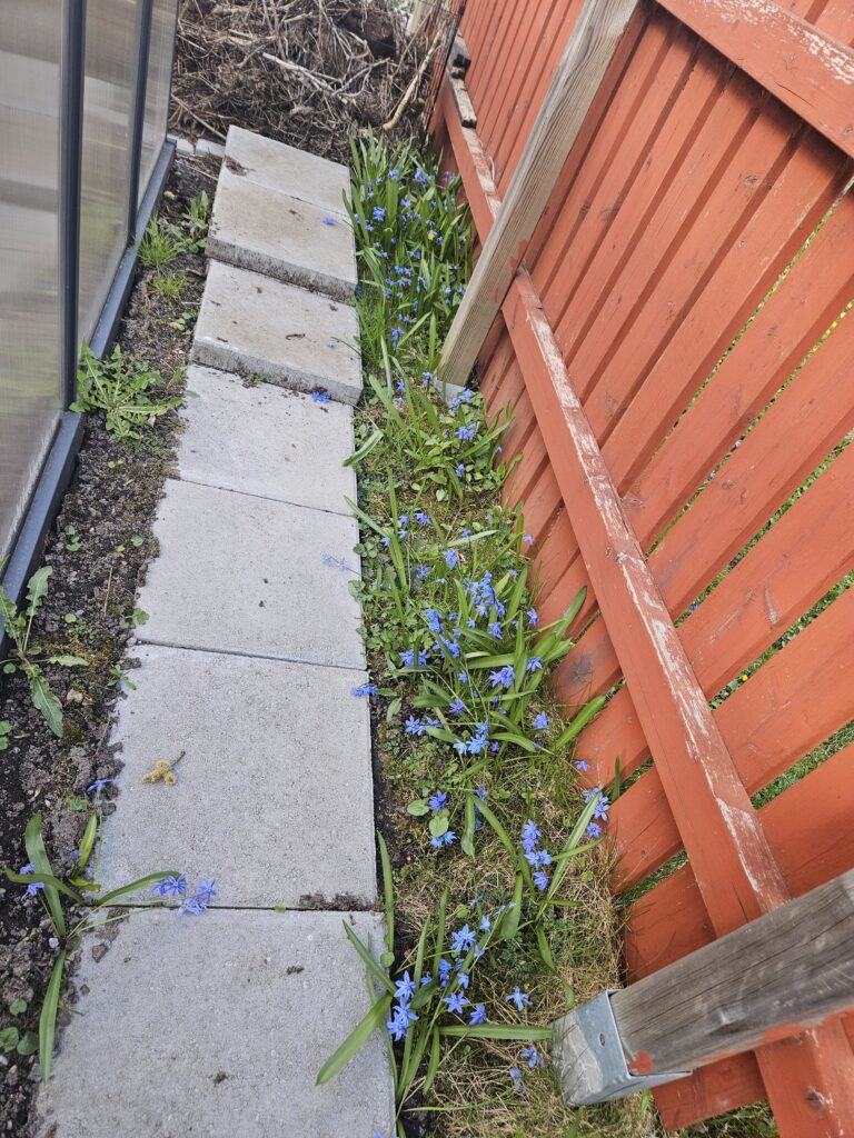 スウェーデン 郊外 春 の訪れを知らせる庭の芝生と芽吹き
