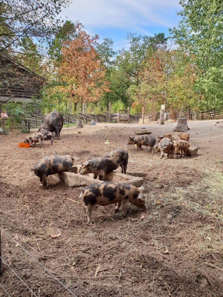 スウェーデン 年金制度 の文脈で家族の象徴として使った豚の親子。仲良く餌を食べている風景。